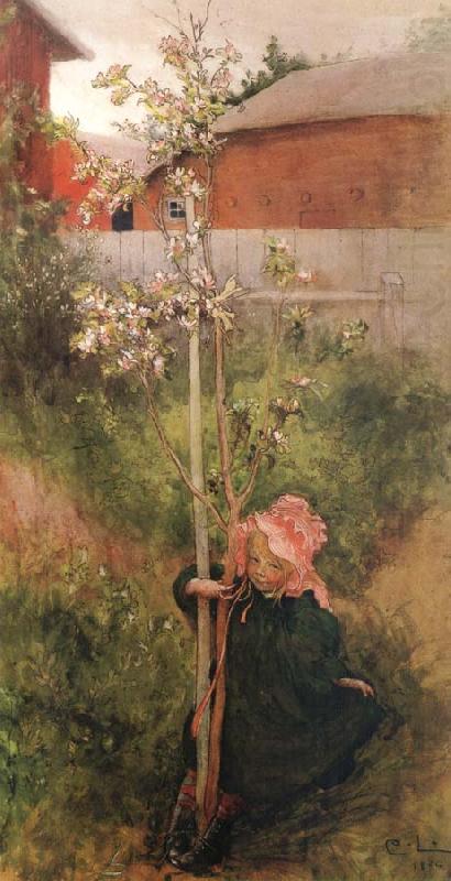 Apple Blossoms, Carl Larsson